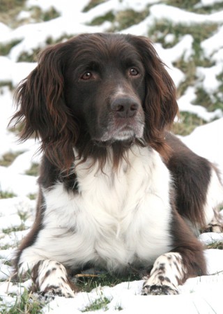 Tristan vom Fuchseck